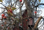 Obstbaum im winter