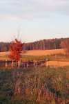 Sonnuntergang mit Blick auf den Wald